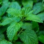 Melissa officinalis